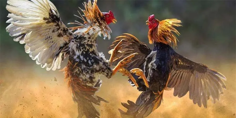 Quy định thắng thua rõ ràng